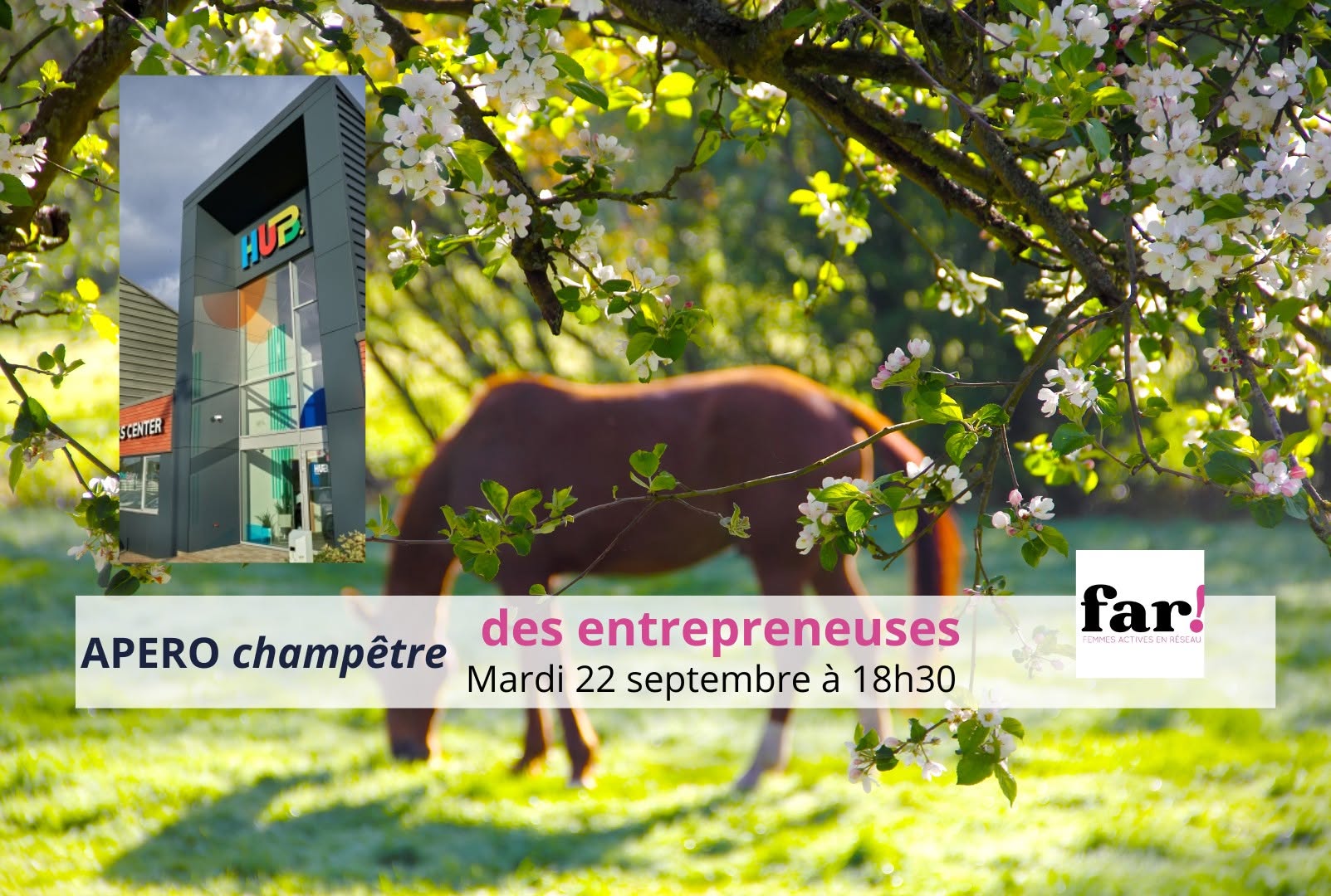 Illustration de la formation : Apéro champêtre - Découverte équicoaching